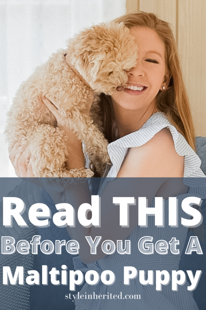 5 Reasons Why You Need A Maltipoo Puppy