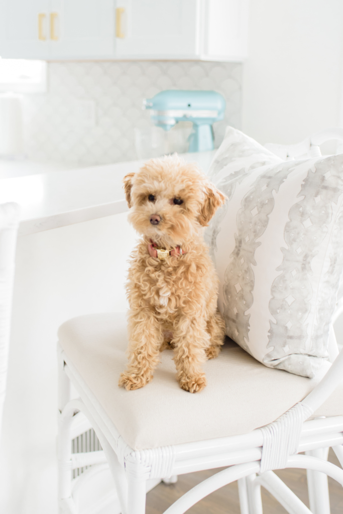 5 Reasons Why You Need A Maltipoo Puppy