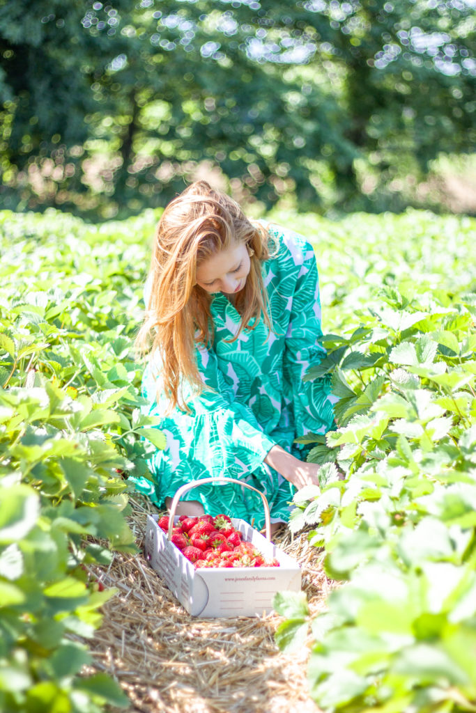 strawberry and blueberry picking in Connecticut // Pick your own strawberries my safe social distancing experience family friendly activities