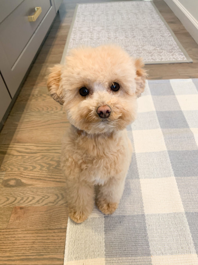 Want a Maltipoo Puppy? Here are 16 reasons to add one to the family. Ranger my apricot maltipoo puppy is the perfect side-kick. Find out more about her and her reputable breeder's information here! #maltipoo #teacuppup #teddybearpuppy