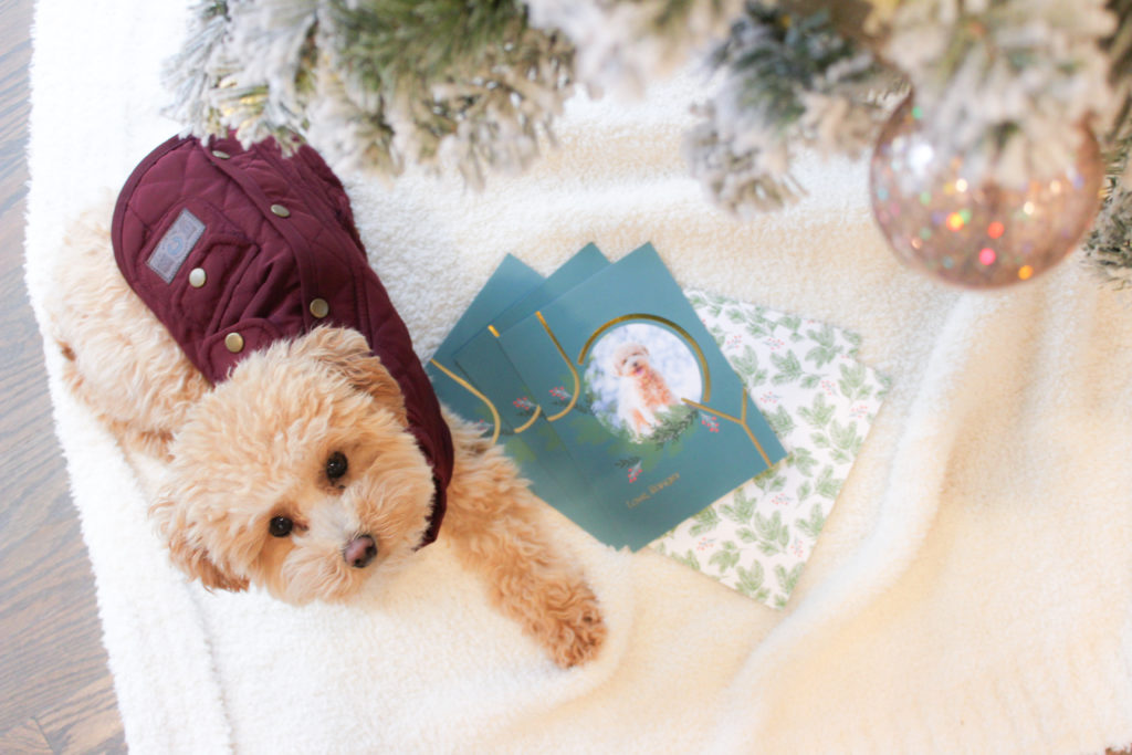 Ranger's Puppy Holiday Gift Guide